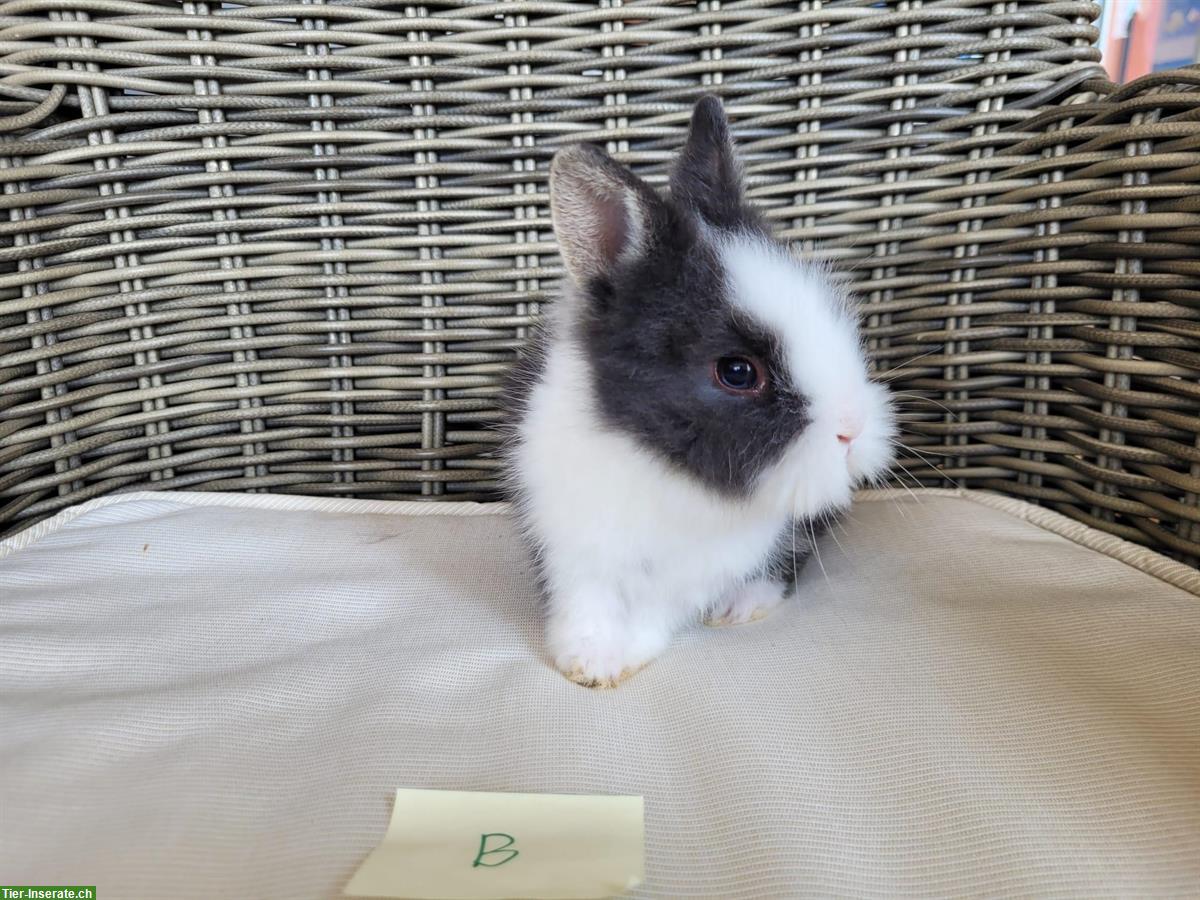 Bild 4: Kleinbleibende Zwergkaninchen 🐰 Teddy x Farbenzwergli