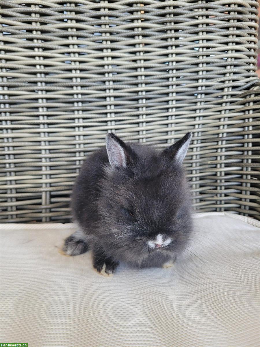 Bild 5: Kleinbleibende Zwergkaninchen 🐰 Teddy x Farbenzwergli