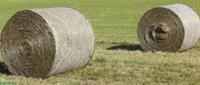 Heuballen ab Feld zu verkaufen