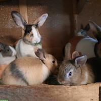 Herzige Jungkaninchen handzahm zu verkaufen