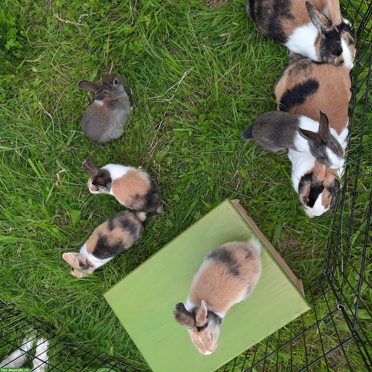 Bild 2: Herzige Jungkaninchen handzahm zu verkaufen