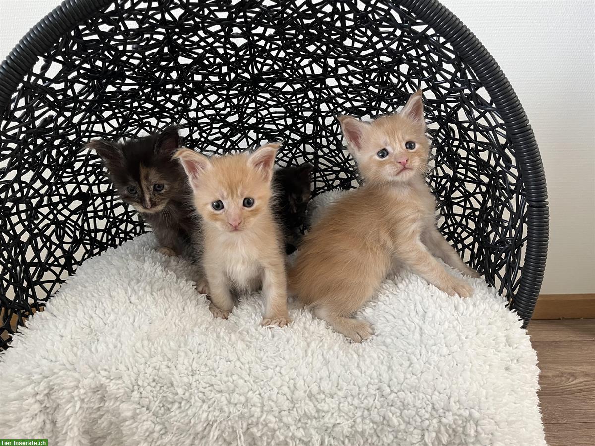 Maine Coon Katzenbabys mit Stammbaum abzugeben