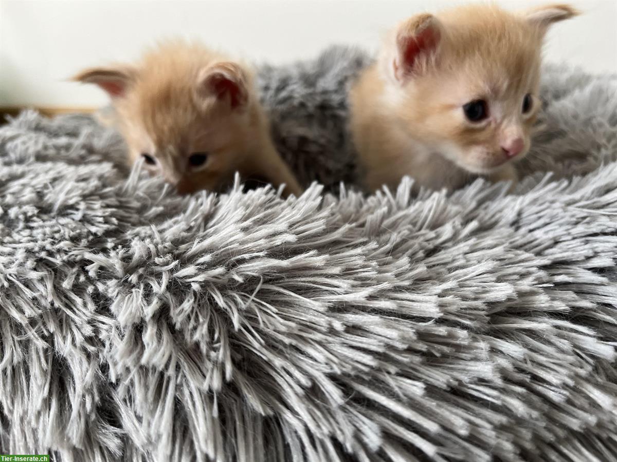 Bild 3: Maine Coon Katzenbabys mit Stammbaum abzugeben