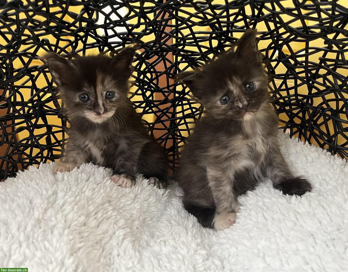 Bild 4: Maine Coon Katzenbabys mit Stammbaum abzugeben
