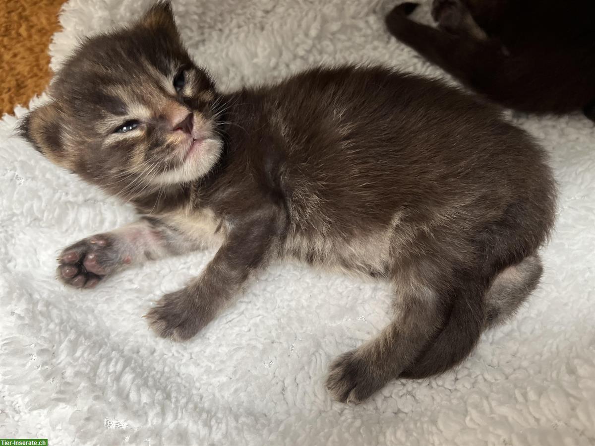 Bild 5: Maine Coon Katzenbabys mit Stammbaum abzugeben