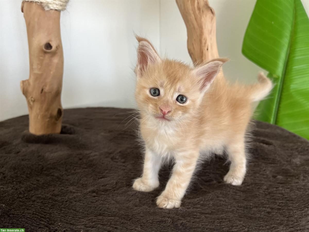 Bild 6: Maine Coon Katzenbabys mit Stammbaum abzugeben