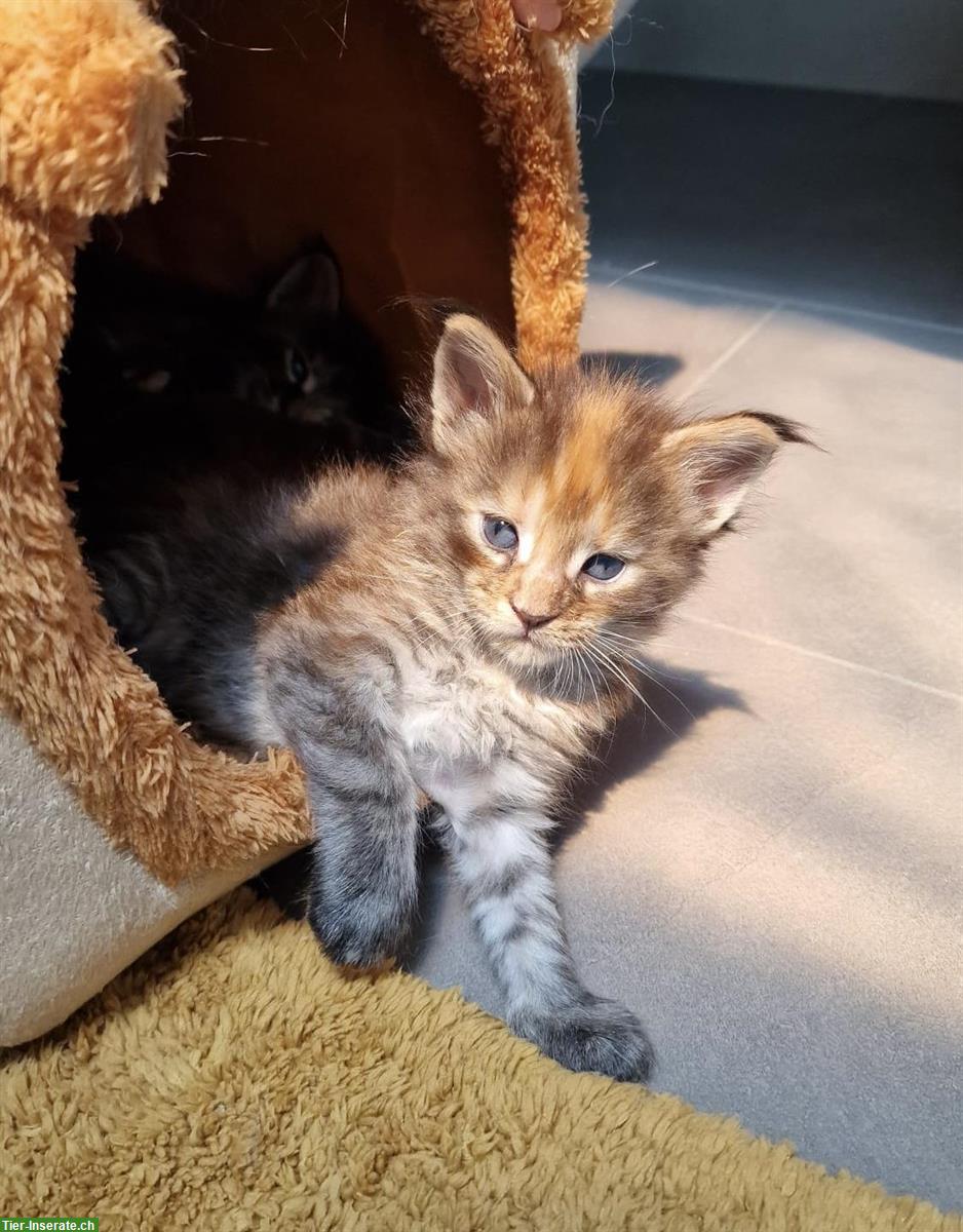 Bild 7: Maine Coon Katzenbabys mit Stammbaum abzugeben