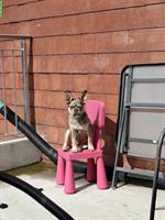 Französische Bulldogge, Rüde, reinrassig, 5 Monate alt