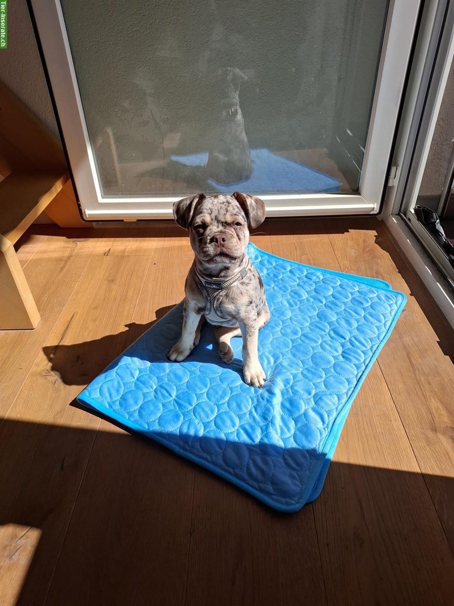 Bild 2: Französische Bulldogge, Rüde, reinrassig, 5 Monate alt