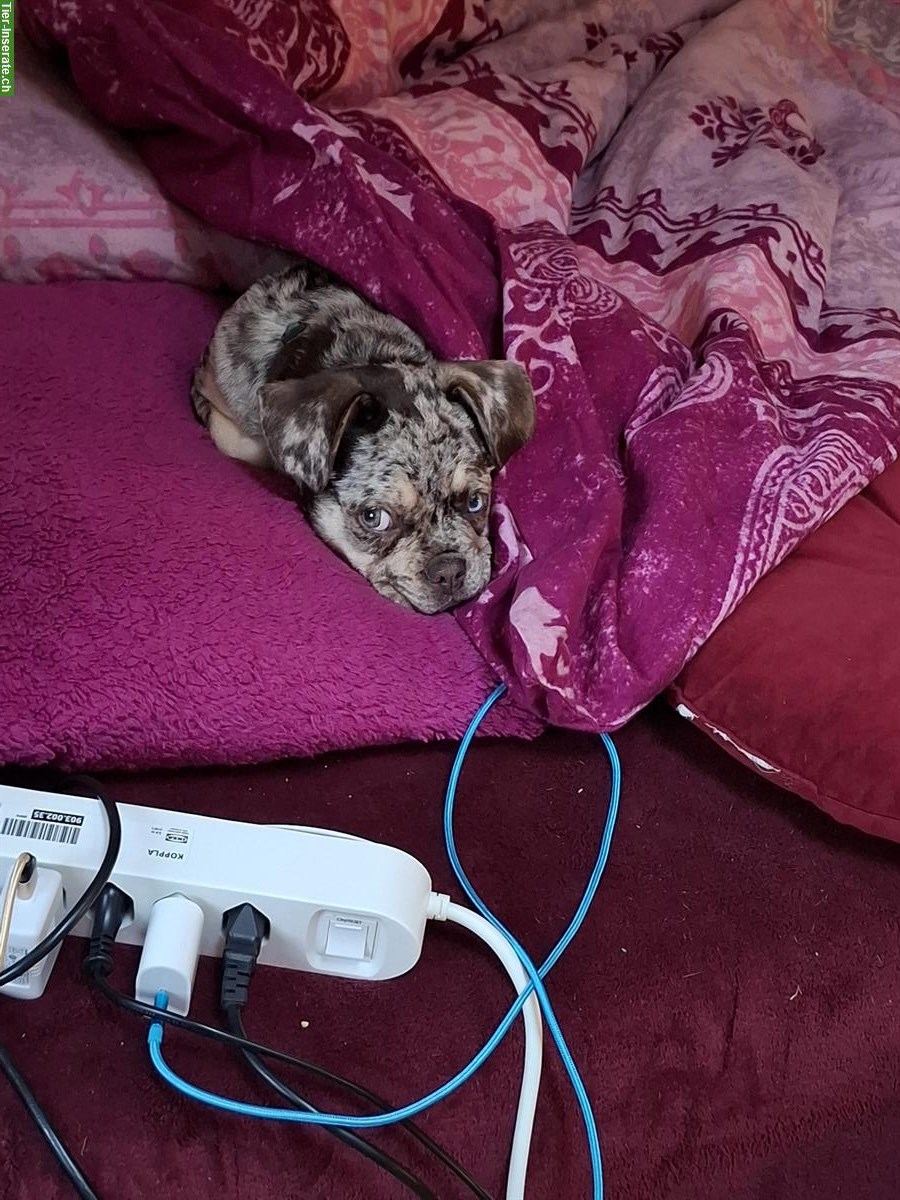 Bild 3: Französische Bulldogge, Rüde, reinrassig, 5 Monate alt