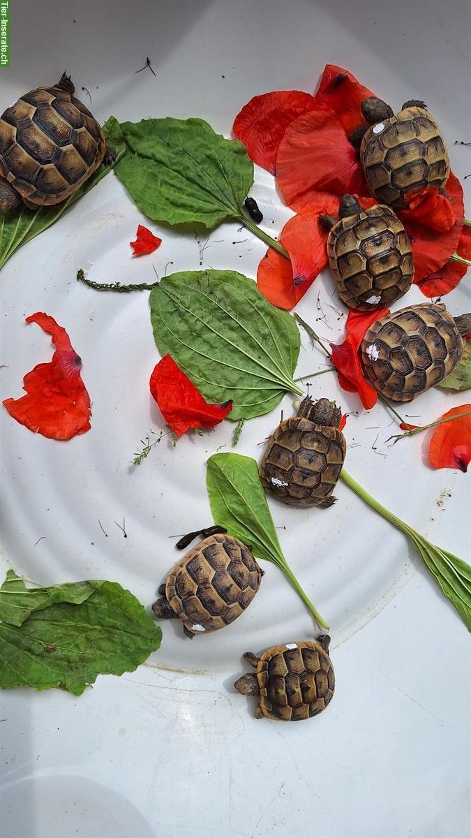 Maurische Landschildkröten, Testudo graeca, eigene Nachzucht
