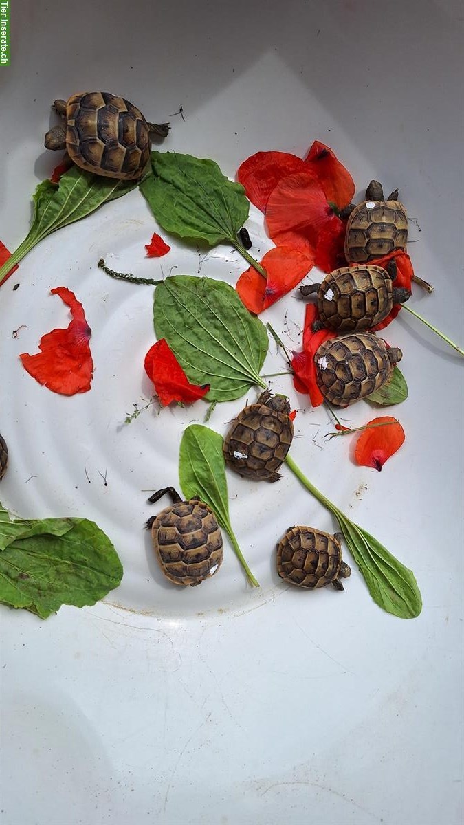 Bild 2: Maurische Landschildkröten, Testudo graeca, eigene Nachzucht