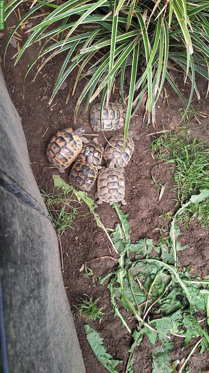Bild 3: Maurische Landschildkröten, Testudo graeca, eigene Nachzucht