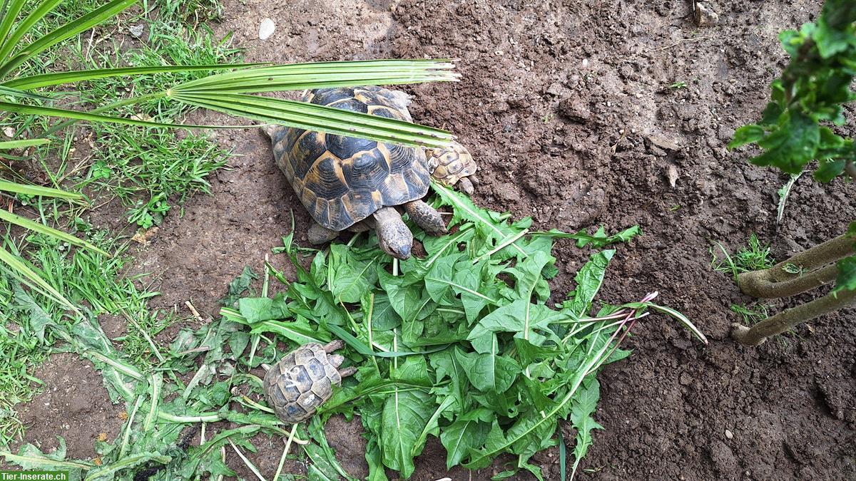 Bild 4: Maurische Landschildkröten, Testudo graeca, eigene Nachzucht