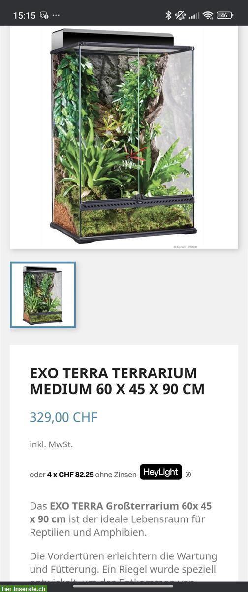 Bild 6: 3 Kronengecko Weibchen, Terrarium 60x45x90cm mit viel Zubehör