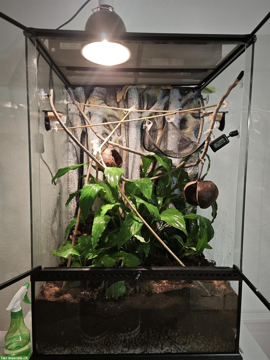 Bild 7: 3 Kronengecko Weibchen, Terrarium 60x45x90cm mit viel Zubehör