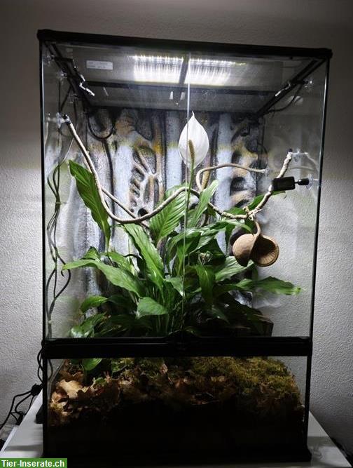 Bild 8: 3 Kronengecko Weibchen, Terrarium 60x45x90cm mit viel Zubehör
