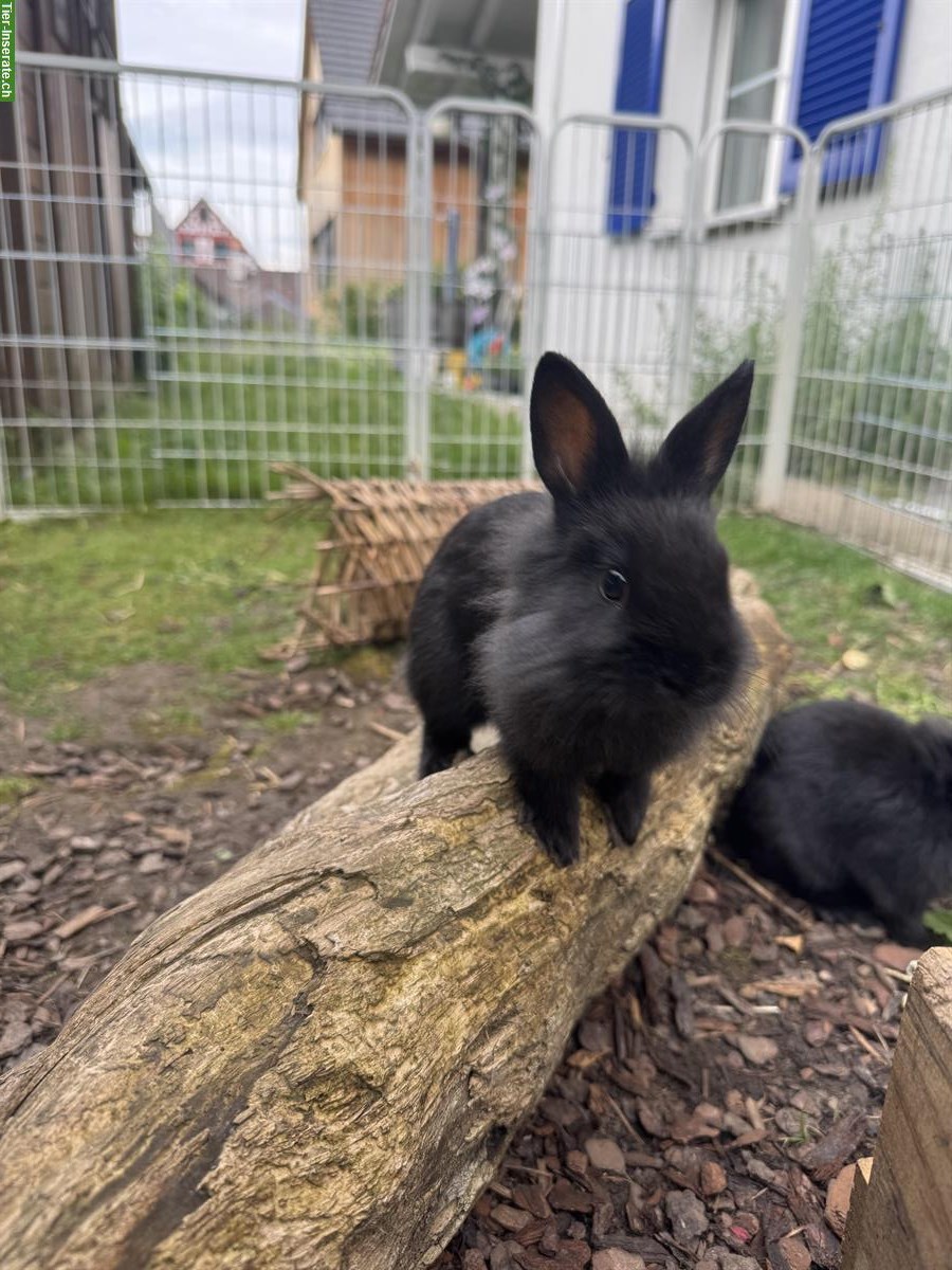 Bild 3: Junge Zwergkaninchen Mädchen abzugeben