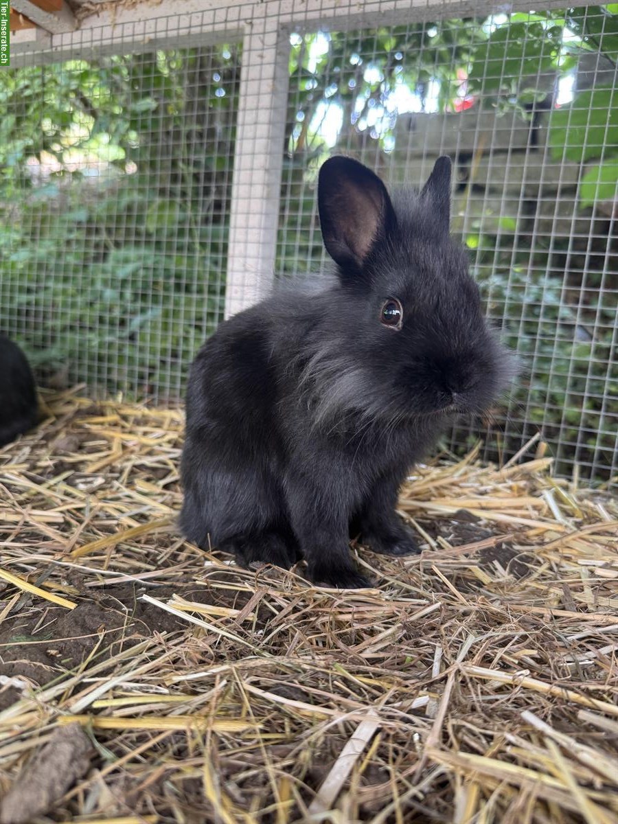 Bild 4: Junge Zwergkaninchen Mädchen abzugeben