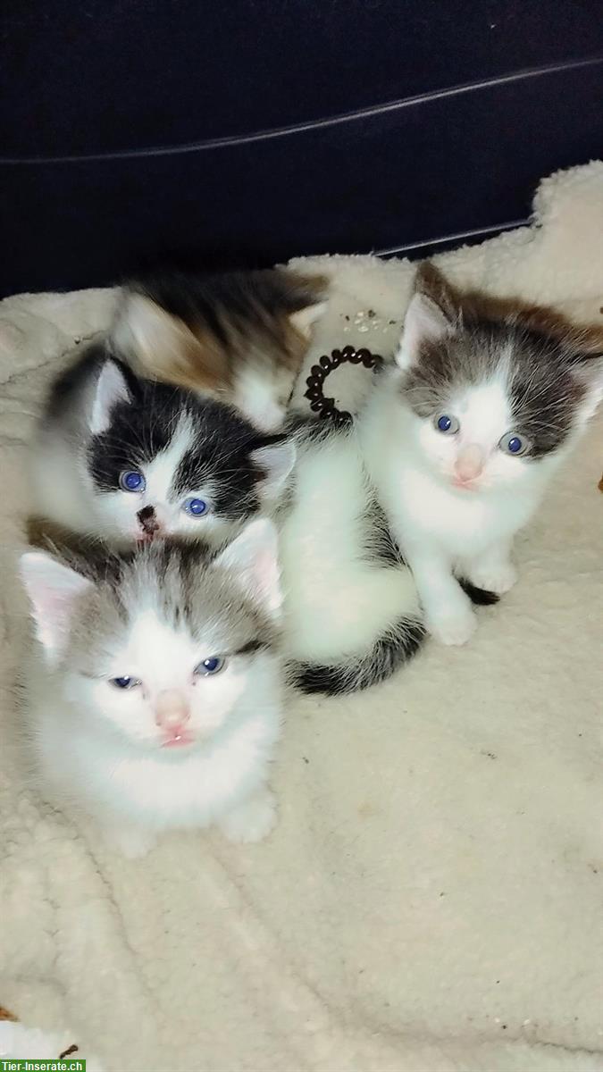Wunderschöne Katzenbabys Mischlinge zu verkaufen