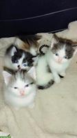 Wunderschöne Katzenbabys Mischlinge zu verkaufen