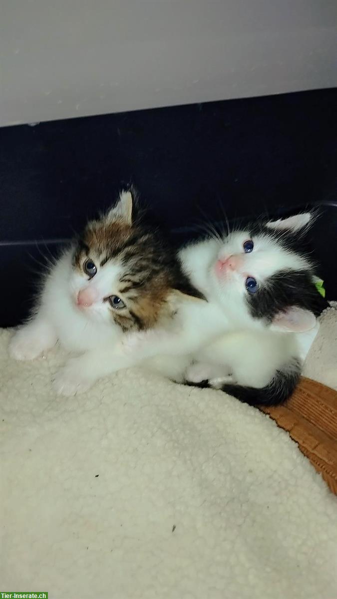 Bild 2: Wunderschöne Katzenbabys Mischlinge zu verkaufen