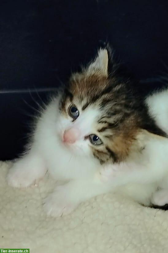 Bild 4: Wunderschöne Katzenbabys Mischlinge zu verkaufen