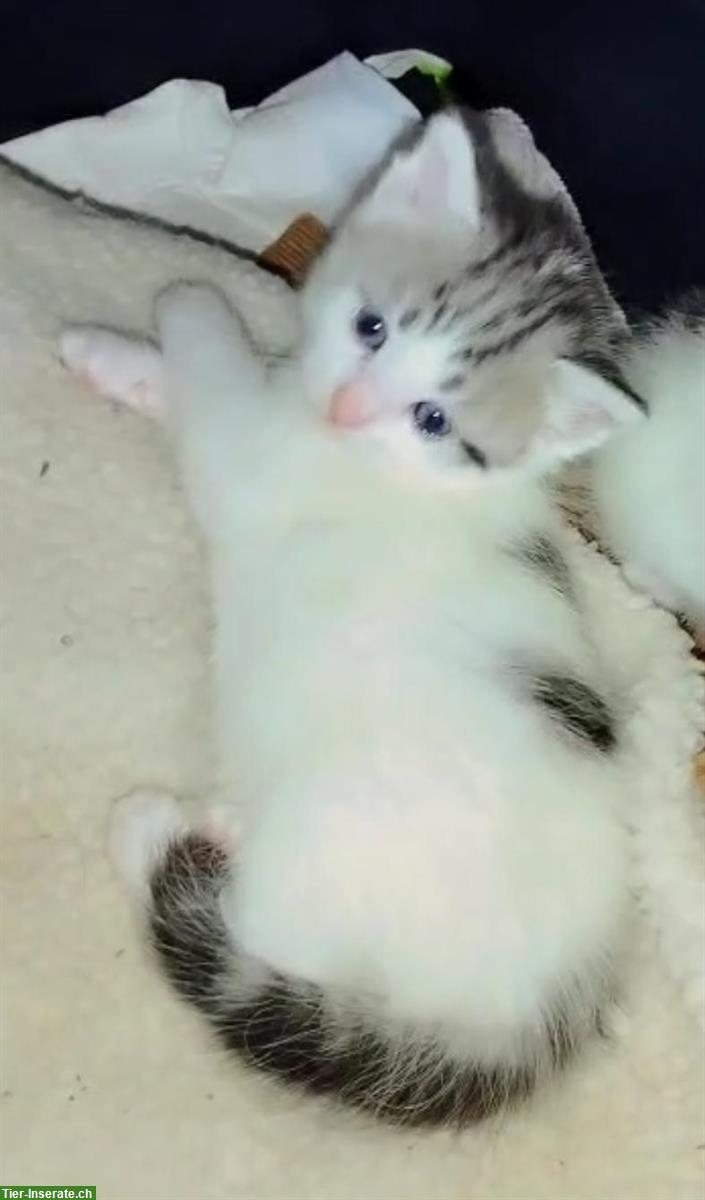 Bild 5: Wunderschöne Katzenbabys Mischlinge zu verkaufen