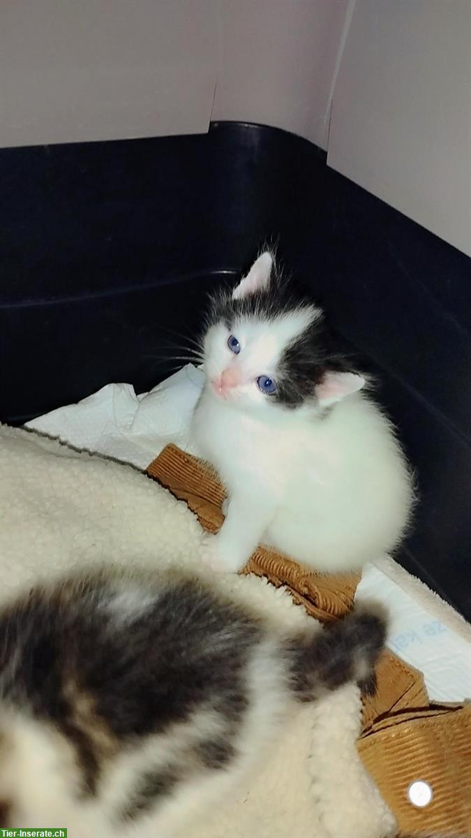 Bild 6: Wunderschöne Katzenbabys Mischlinge zu verkaufen