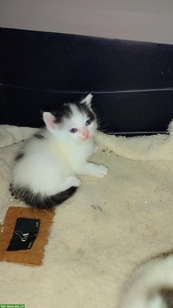 Bild 7: Wunderschöne Katzenbabys Mischlinge zu verkaufen