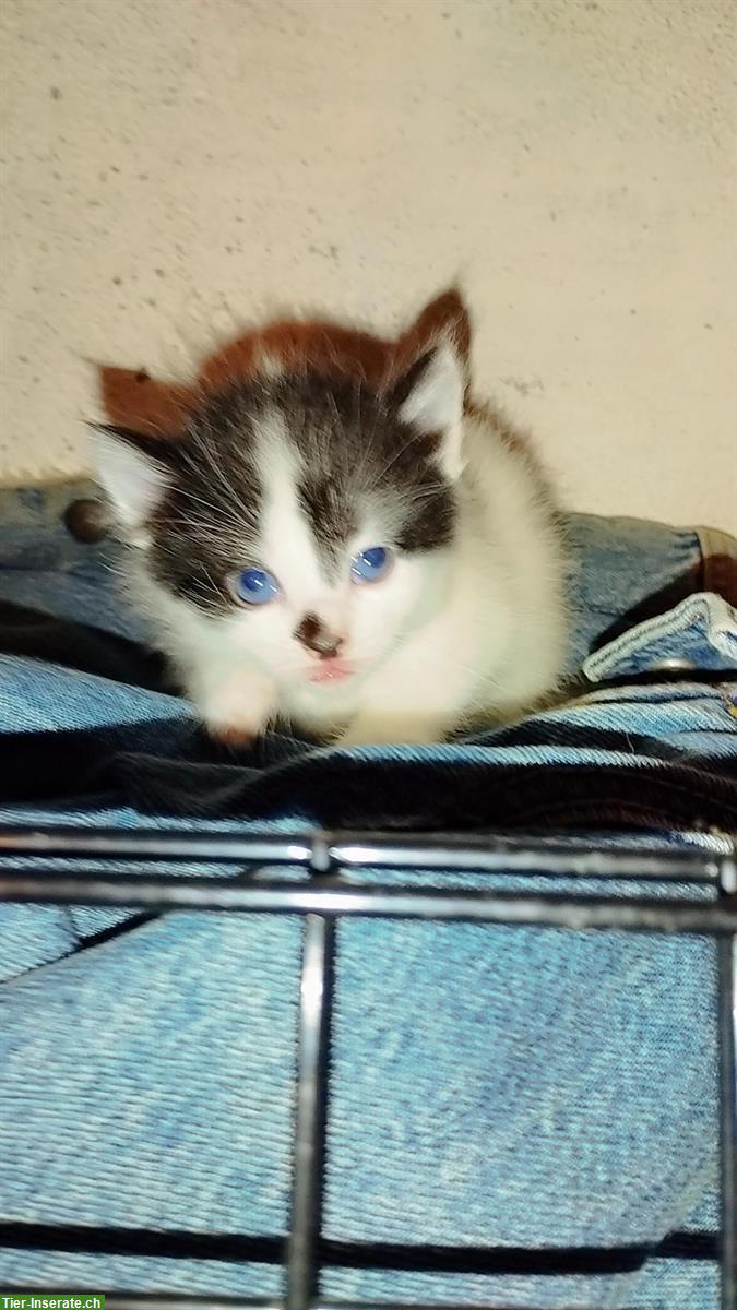 Bild 8: Wunderschöne Katzenbabys Mischlinge zu verkaufen