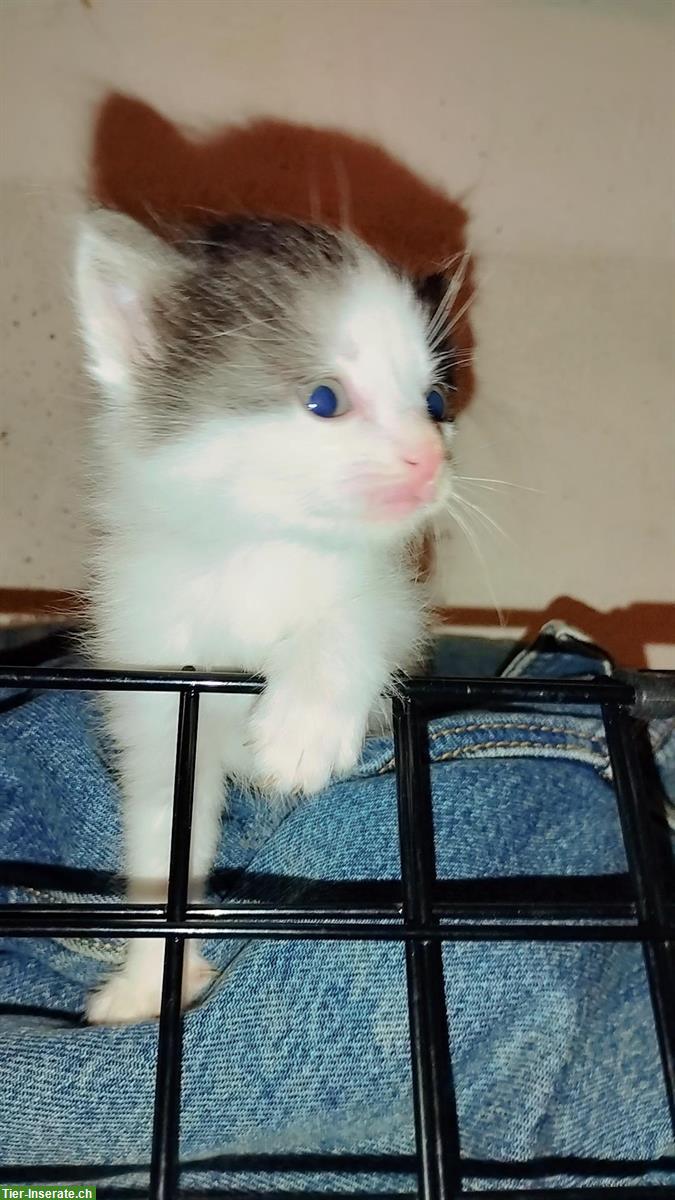 Bild 9: Wunderschöne Katzenbabys Mischlinge zu verkaufen