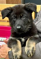 Deutscher Schäferhund Welpe, Rüde sucht Lebensplatz