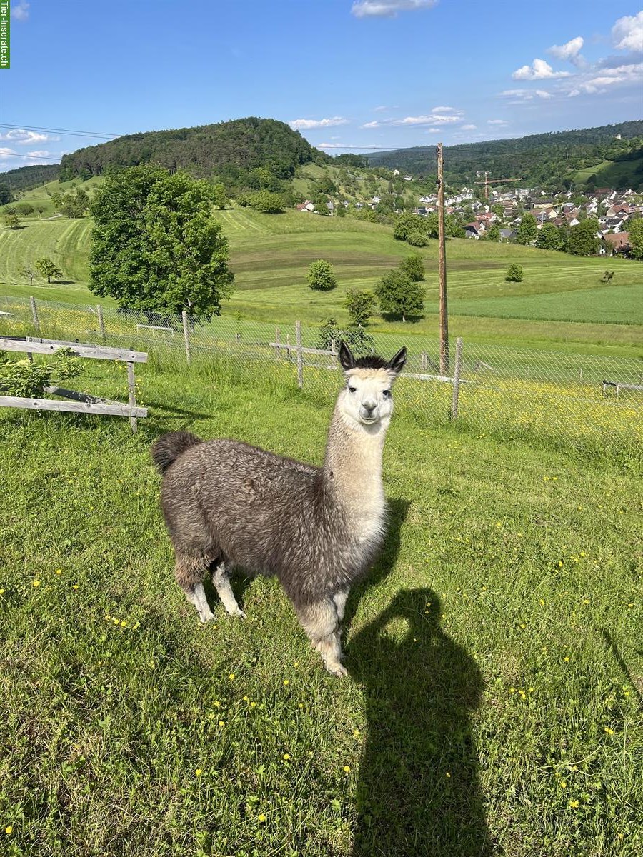 Bild 3: Alpaka Hengst HARRY zu verkaufen