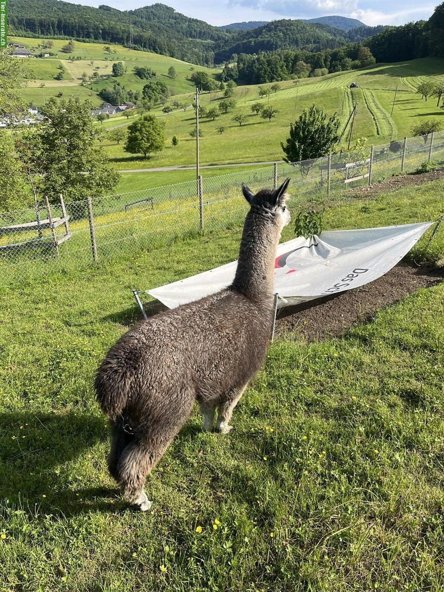 Bild 4: Alpaka Hengst HARRY zu verkaufen