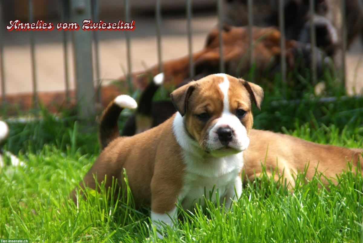 Continental Bulldogs vom Zwieseltal