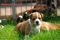 Continental Bulldogs vom Zwieseltal