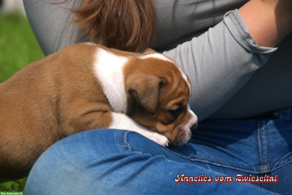 Bild 10: Continental Bulldogs vom Zwieseltal