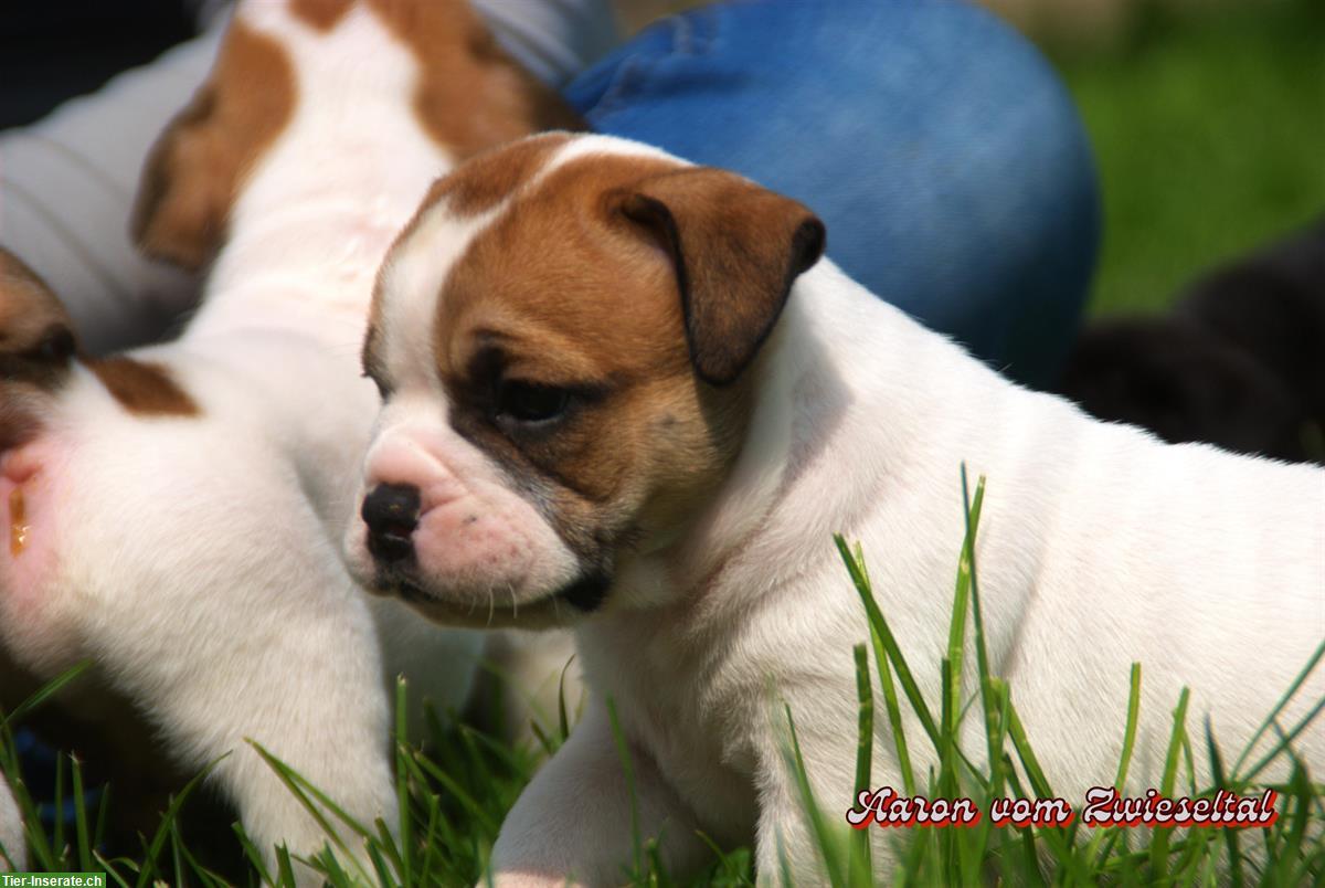 Bild 2: Continental Bulldogs vom Zwieseltal