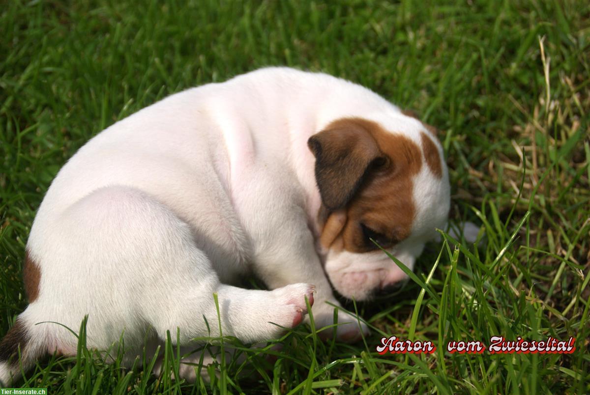 Bild 3: Continental Bulldogs vom Zwieseltal