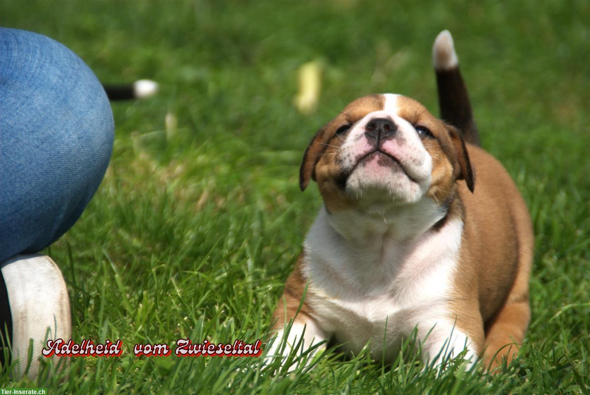 Bild 4: Continental Bulldogs vom Zwieseltal