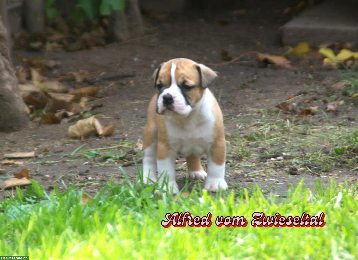 Bild 5: Continental Bulldogs vom Zwieseltal