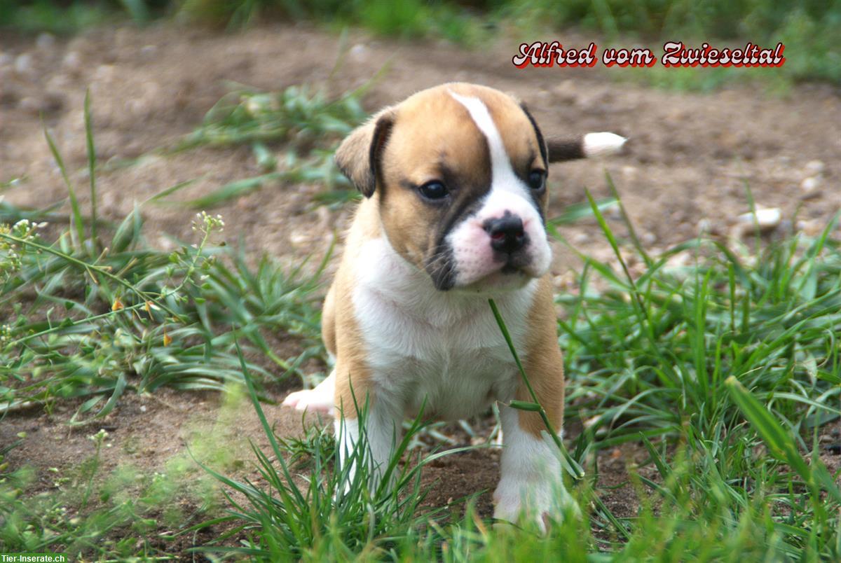 Bild 6: Continental Bulldogs vom Zwieseltal