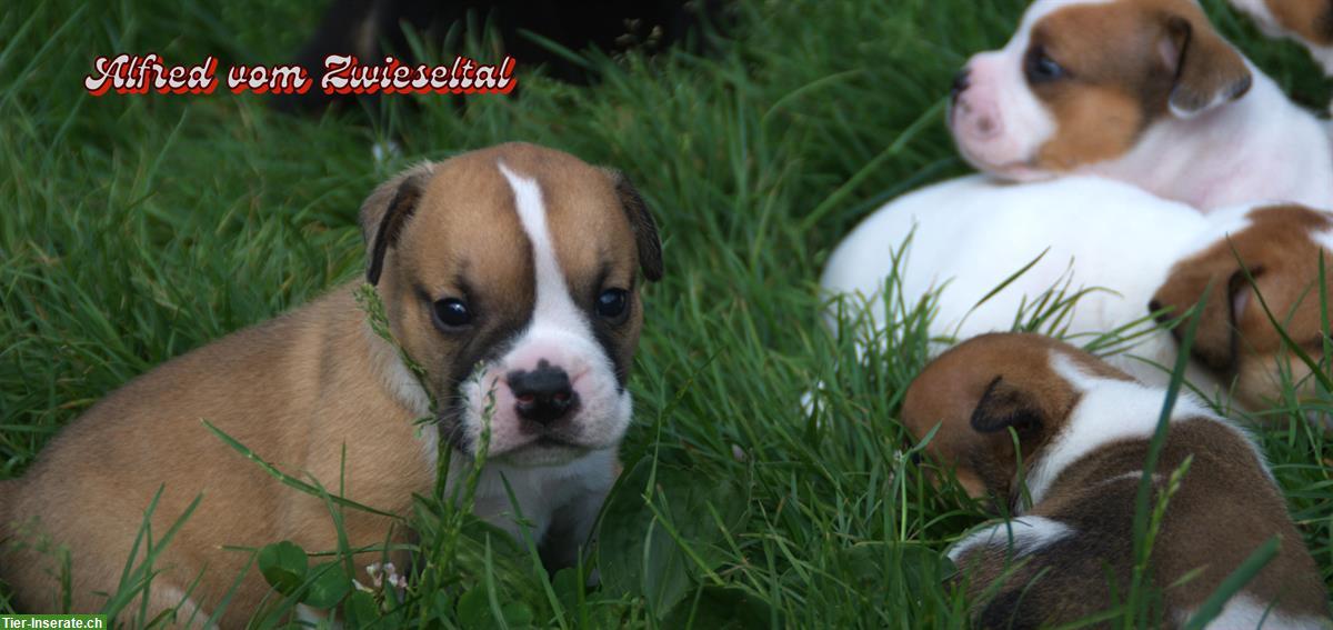 Bild 7: Continental Bulldogs vom Zwieseltal