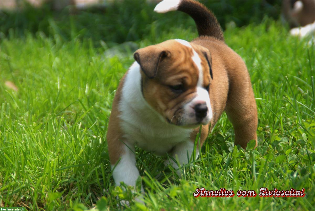 Bild 8: Continental Bulldogs vom Zwieseltal