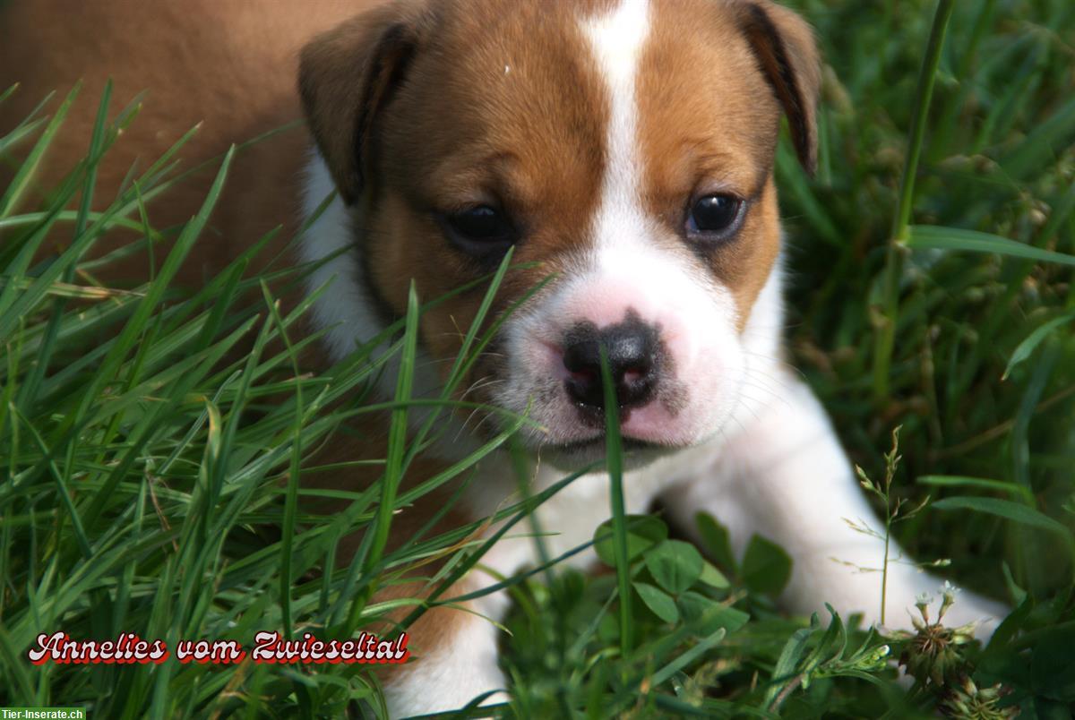 Bild 9: Continental Bulldogs vom Zwieseltal
