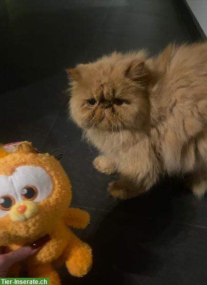 Bild 2: Hiro, Perser Kater rot, 4-jährig mit Stammbaum