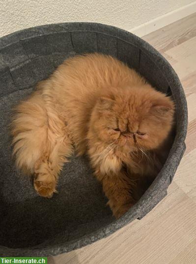 Bild 3: Hiro, Perser Kater rot, 4-jährig mit Stammbaum