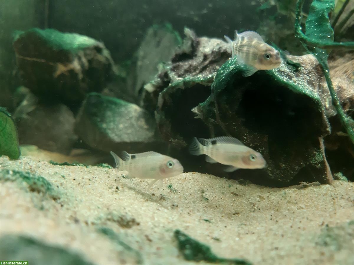 Buckelkopfbuntbarsch Jungtiere, Steatocranus casuarius