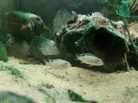 Buckelkopfbuntbarsch Jungtiere, Steatocranus casuarius